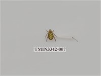 藏品(台灣姬長腳金龜)的圖片